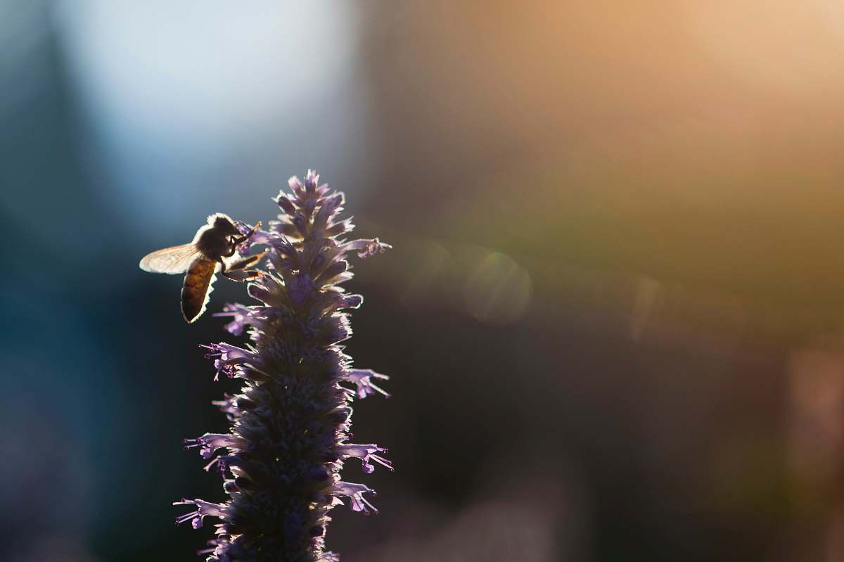 insect closeup photo of wing insect perching on flower animal