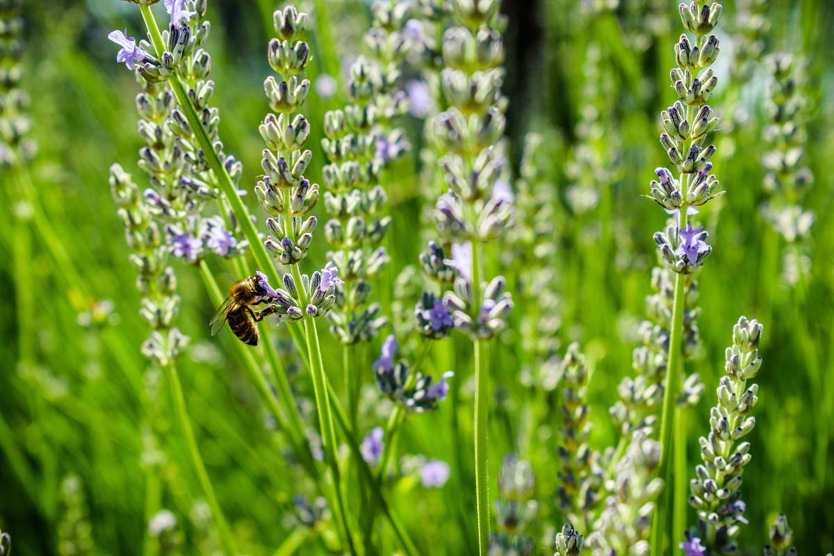 plant purple and white petaled flowers honey bee