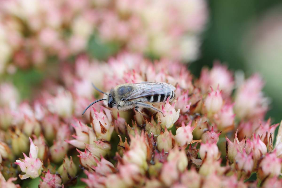 flower shallow focus photography of bee sucking flowers animal