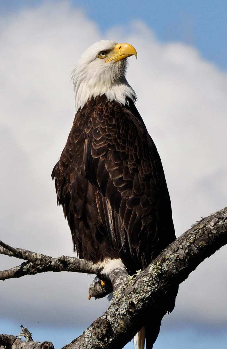 eagle bald eagle standing on gray tree branch animal