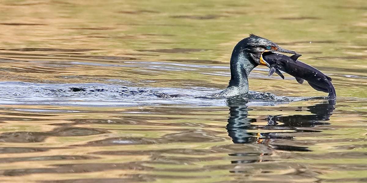 cormorant black bird eating fish animal