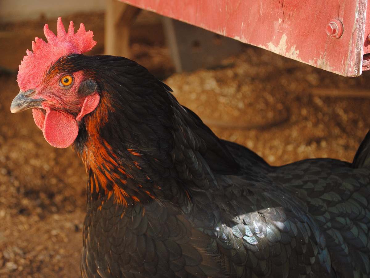 chicken black rooster fowl