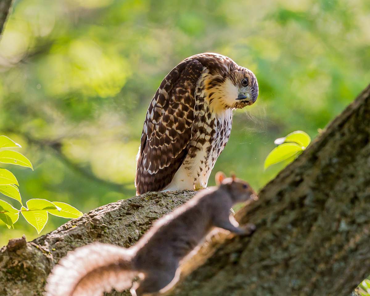 hawk eagle standing on tree branch while looking at black squirrel animal