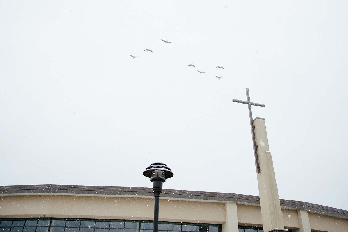 mandeville flight of birds united states
