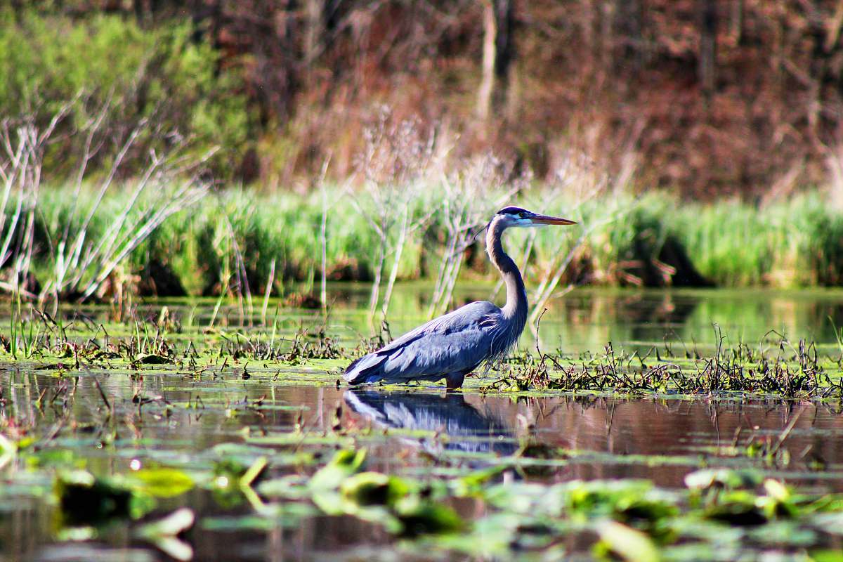 heron gray cane bird standing in body of water waterfowl
