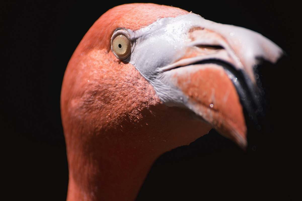 animal macro shot photography of pink flamingo flamingo