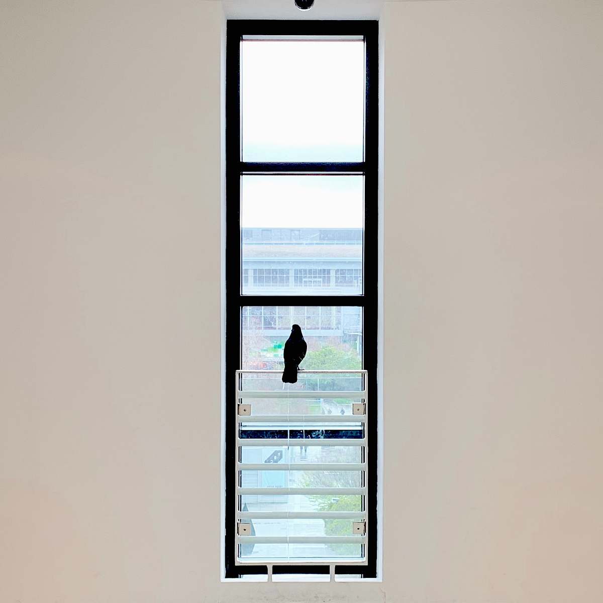 window man in black shirt standing in front of window san francisco museum of modern art