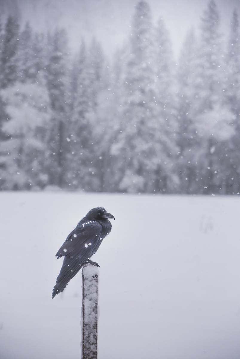 animal raven perching on black lumber grey