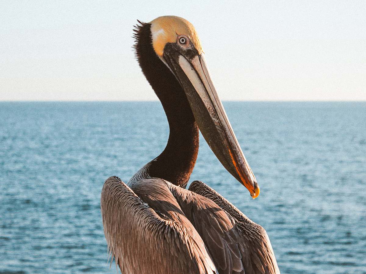 pelican shallow focus photo of pelican animal
