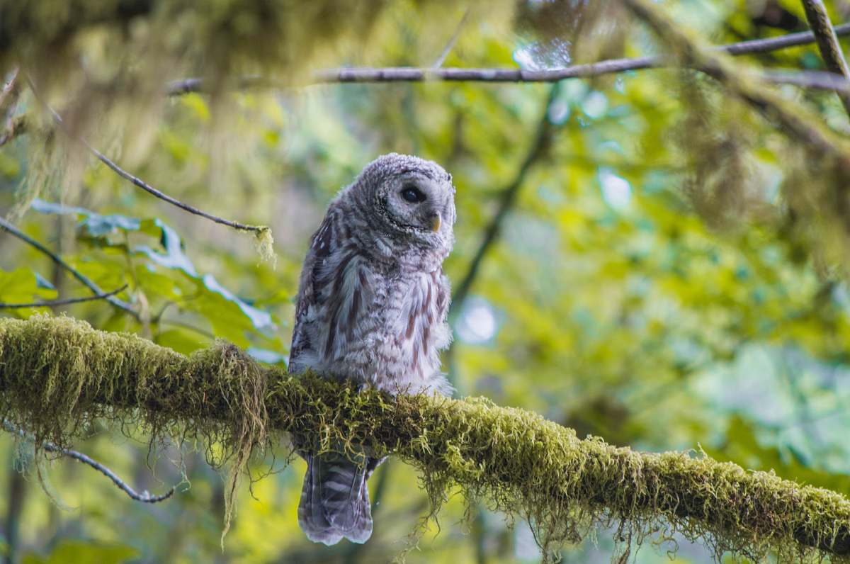 animal shallow focus photography of gray barn owl on sitting on tree branch hoh rain forest visitor center