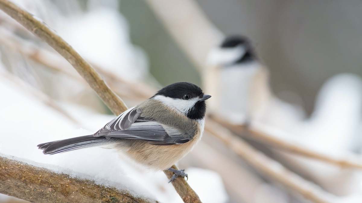 winter shallow focus shot of gray and brown bird 04009