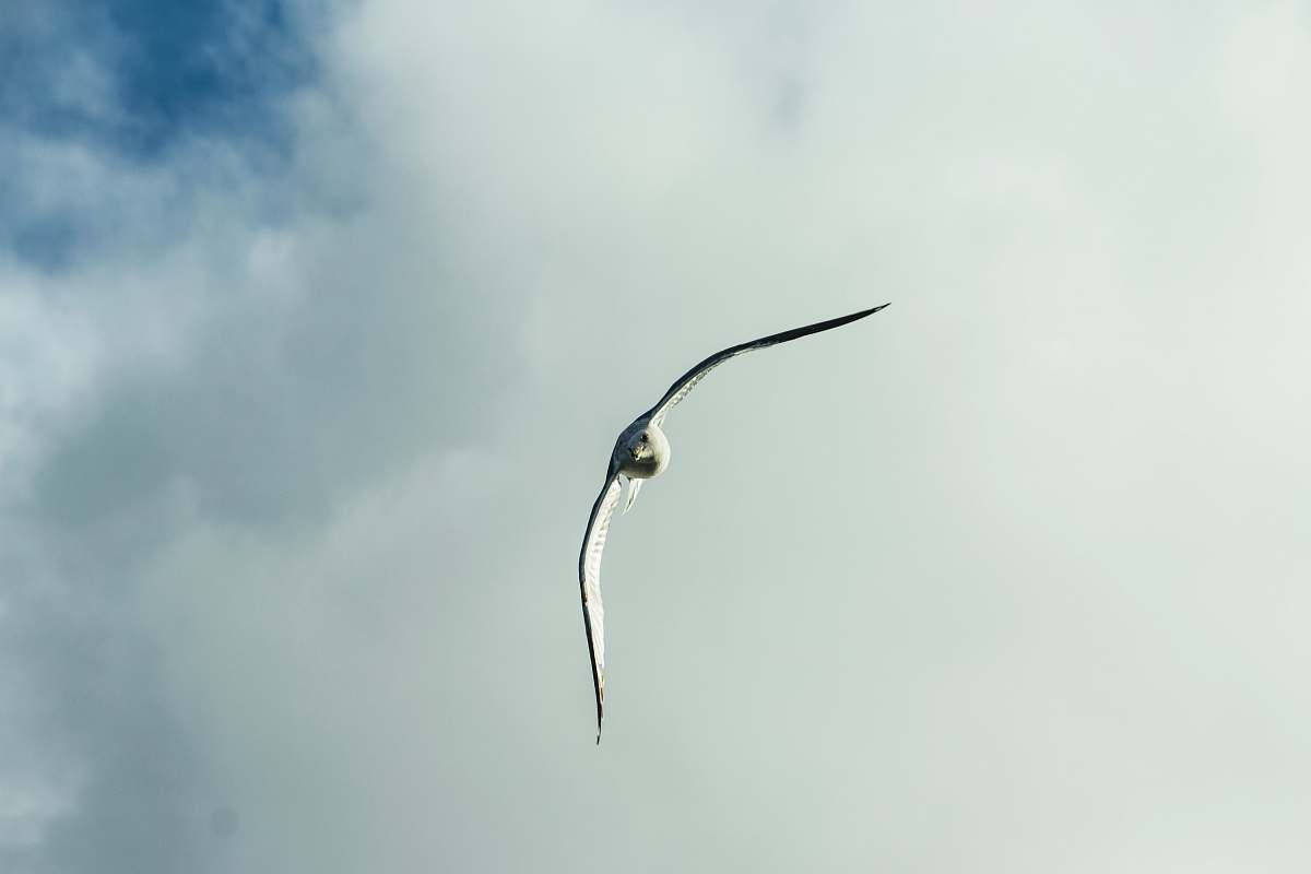 animal white and black bird flying under white clouds during daytime flying