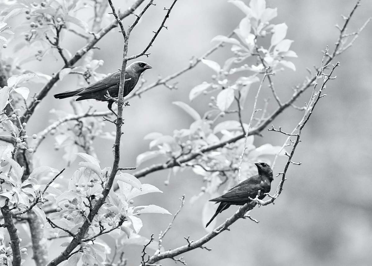 grey birds perching on tree branch bird