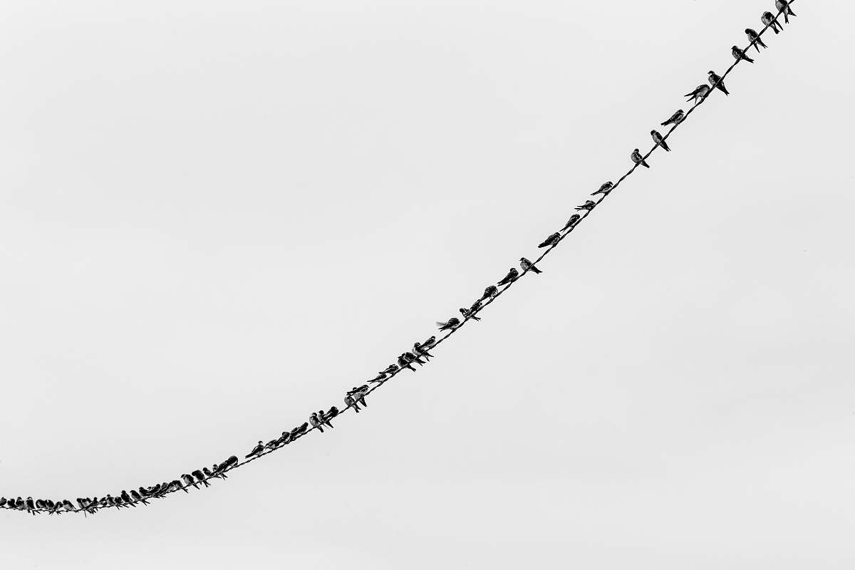 wire flock of bird perching on wire animal