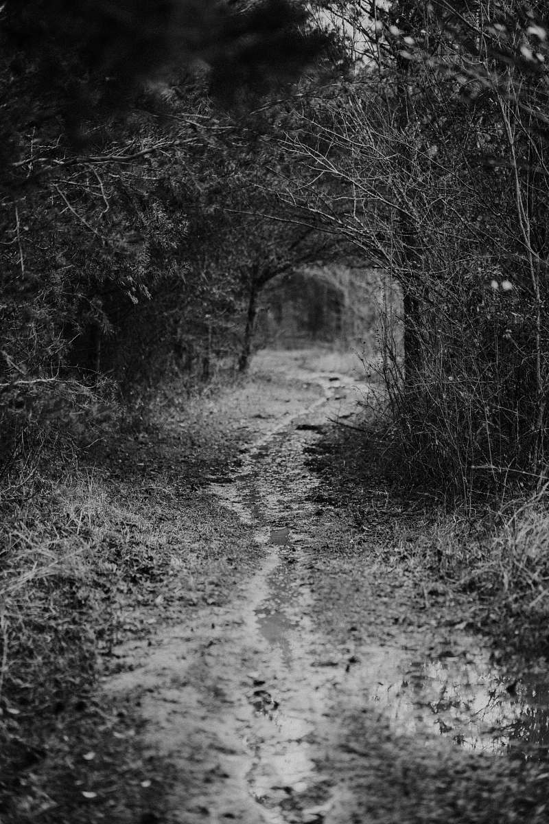 path grayscale photo of pathway between trees trail
