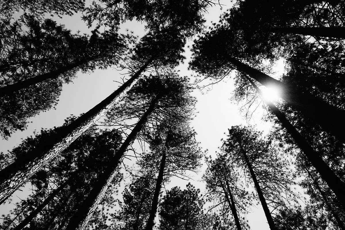 plant grayscale photo of trees under cloudy sky vegetation