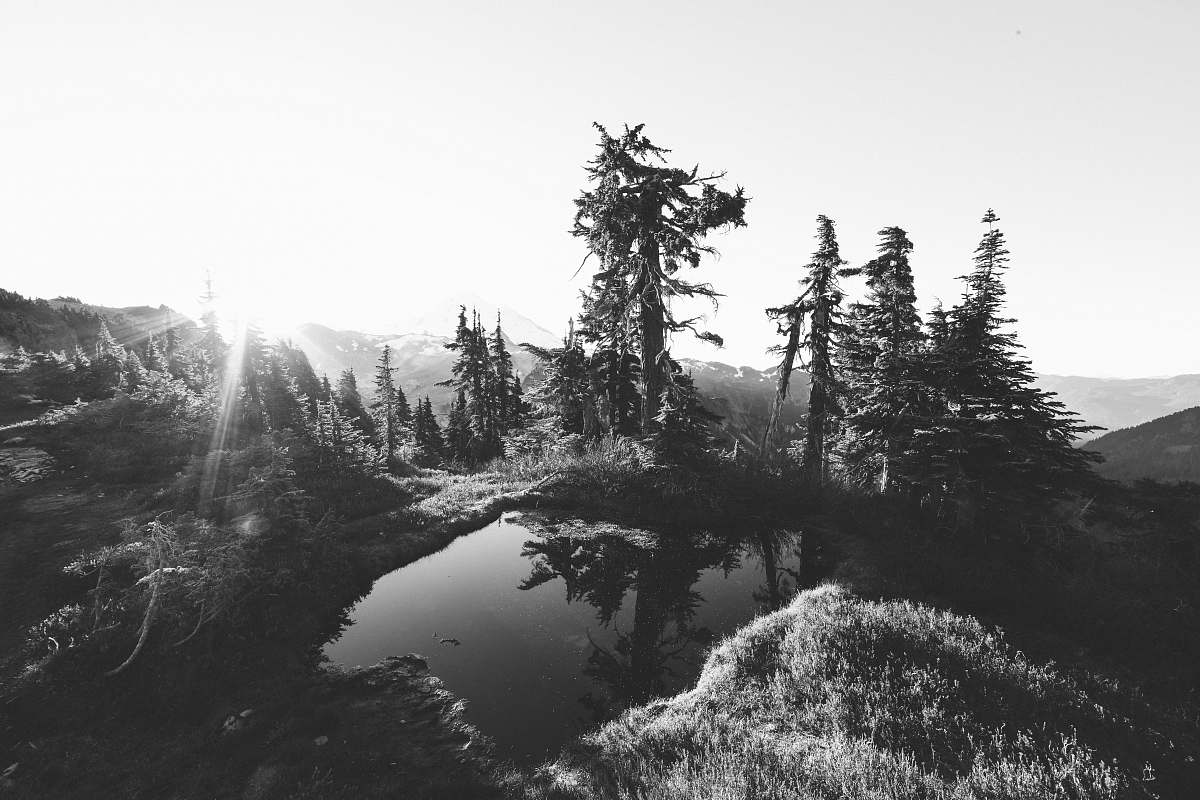 tree grayscale photography of lake near trees plant