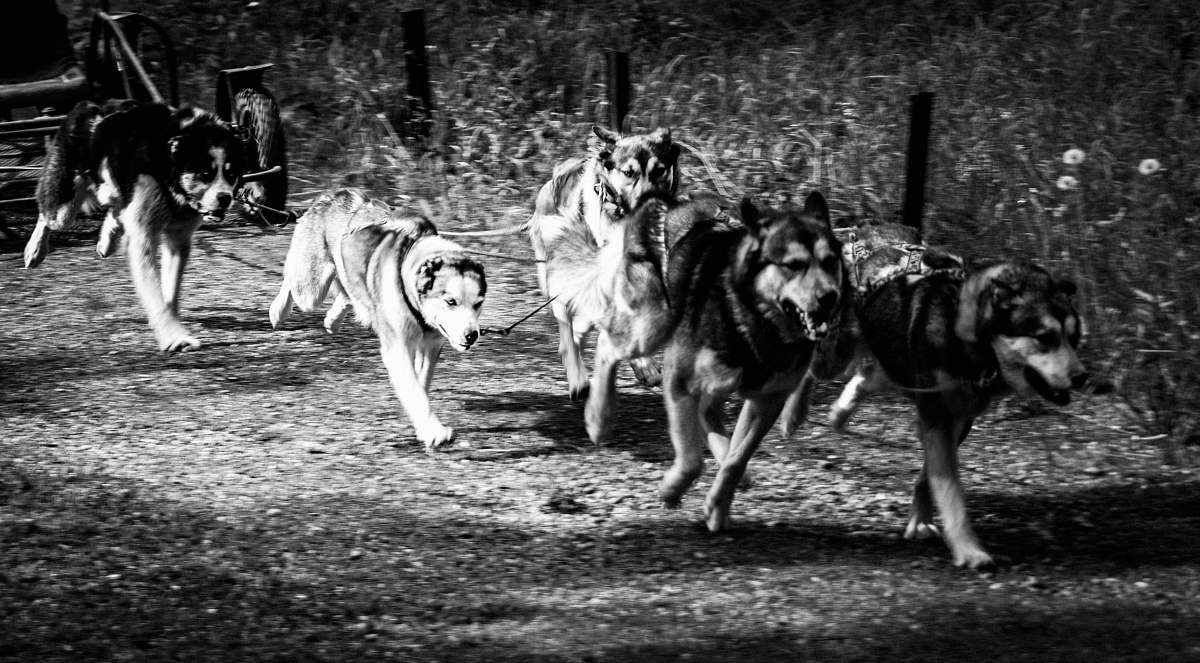 animal grayscale photography of running dogs canine