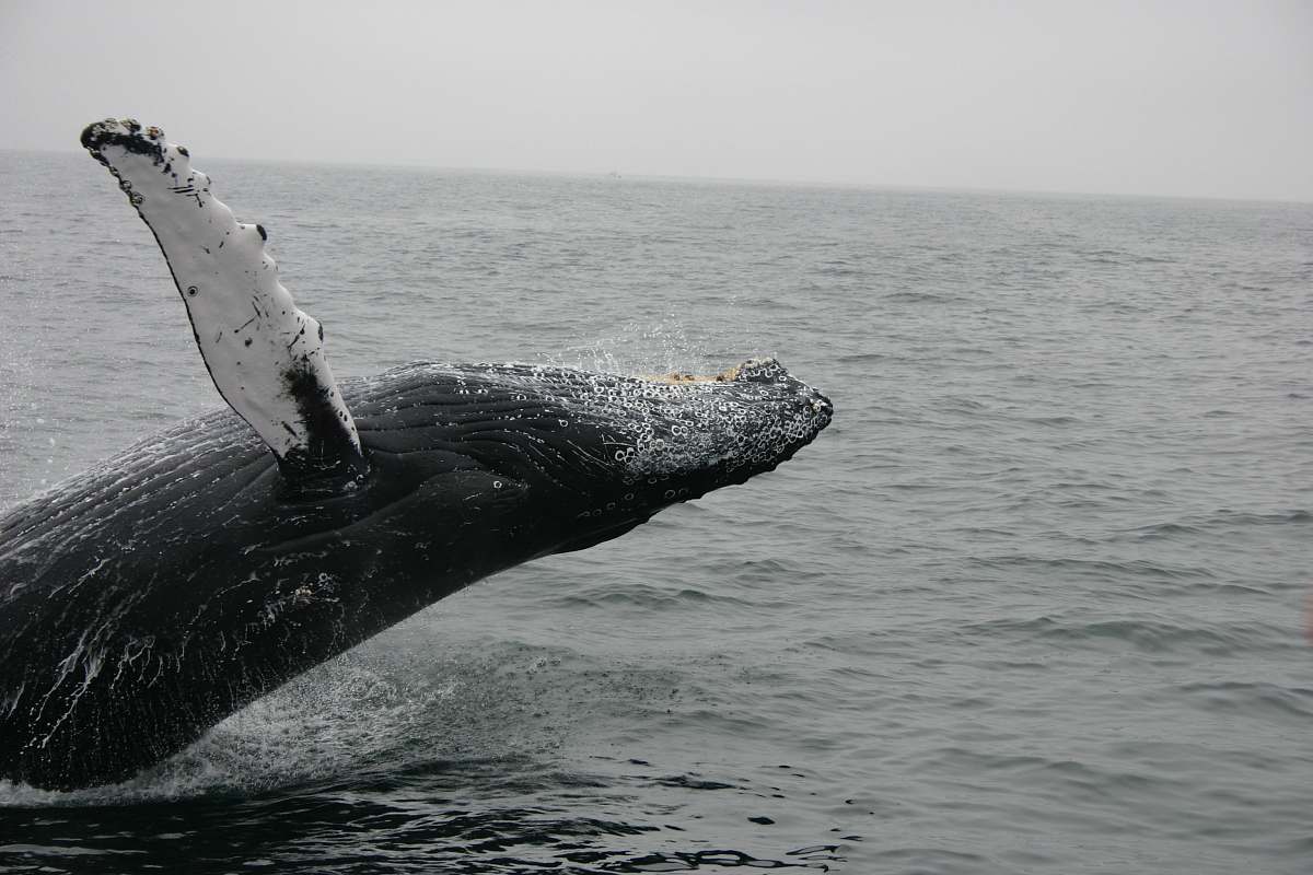 mammal photo of whale whale