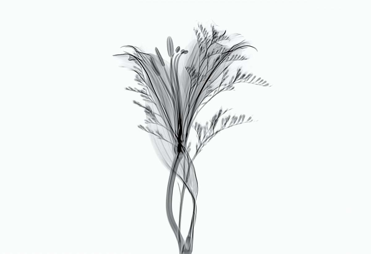 plant sketch of flower food