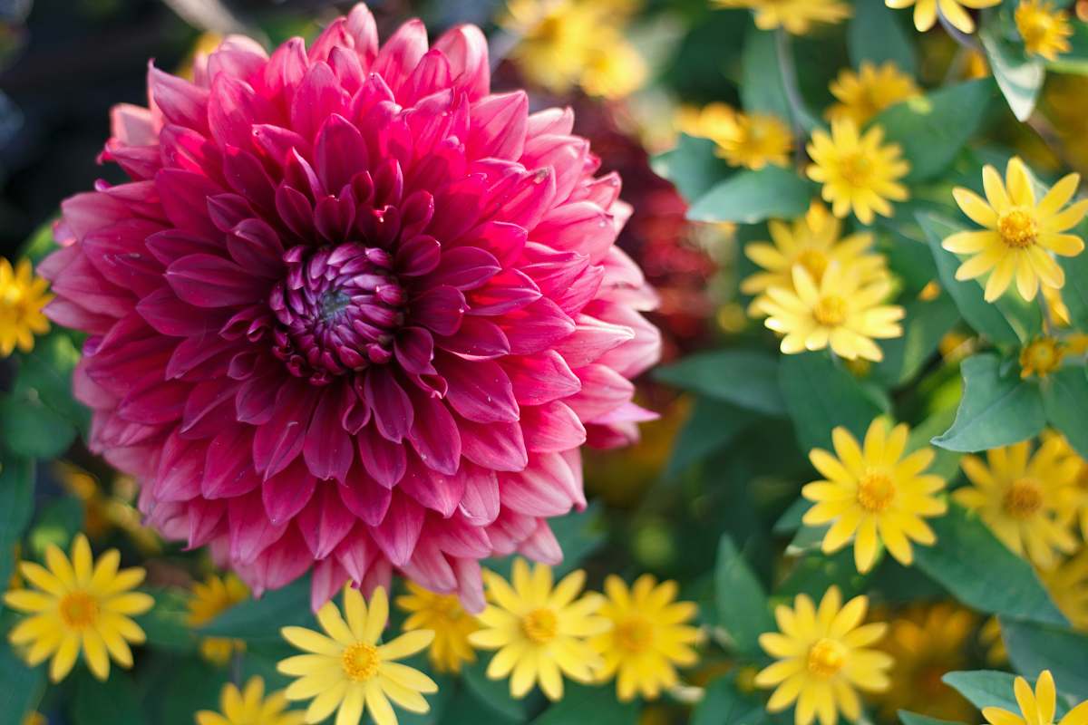 dahlia pink cluster flower flower