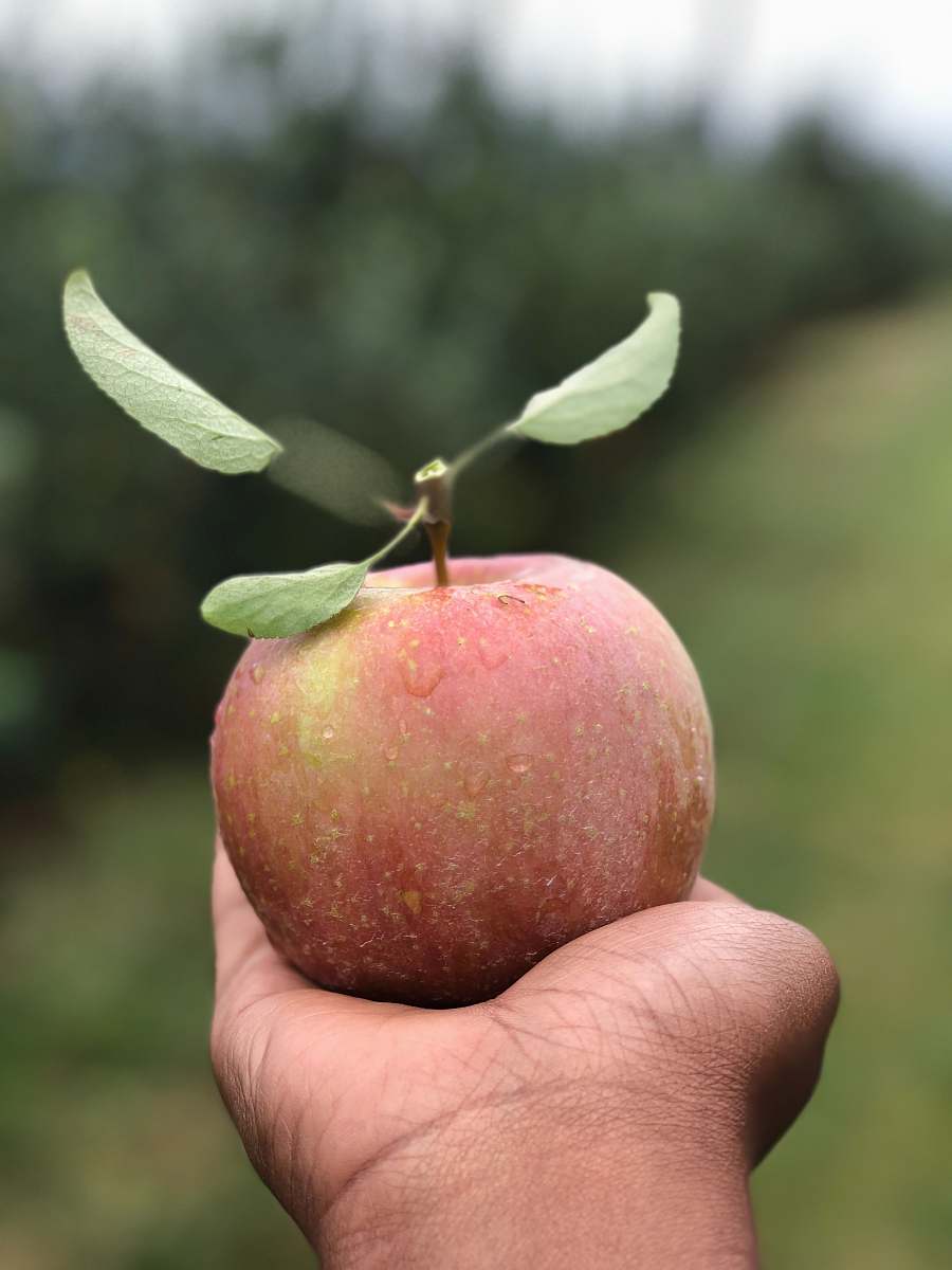 bud selective focus photography of person holding apple fruit flora