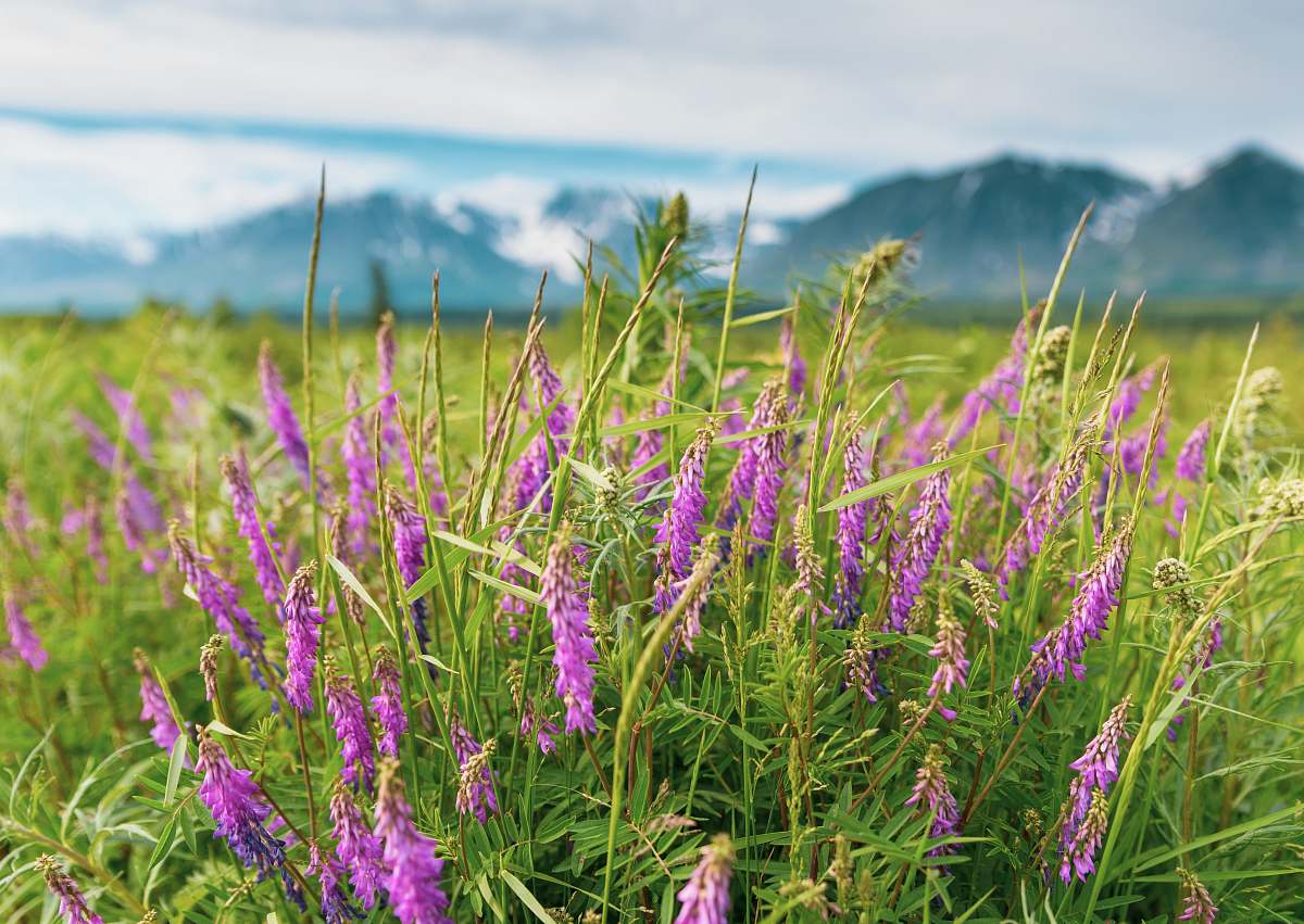 flower shallow focus photo of purple flowers lupin