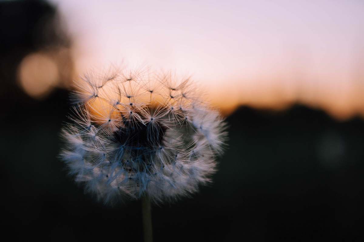 dandelion shallow focus photography of white dandelion plant