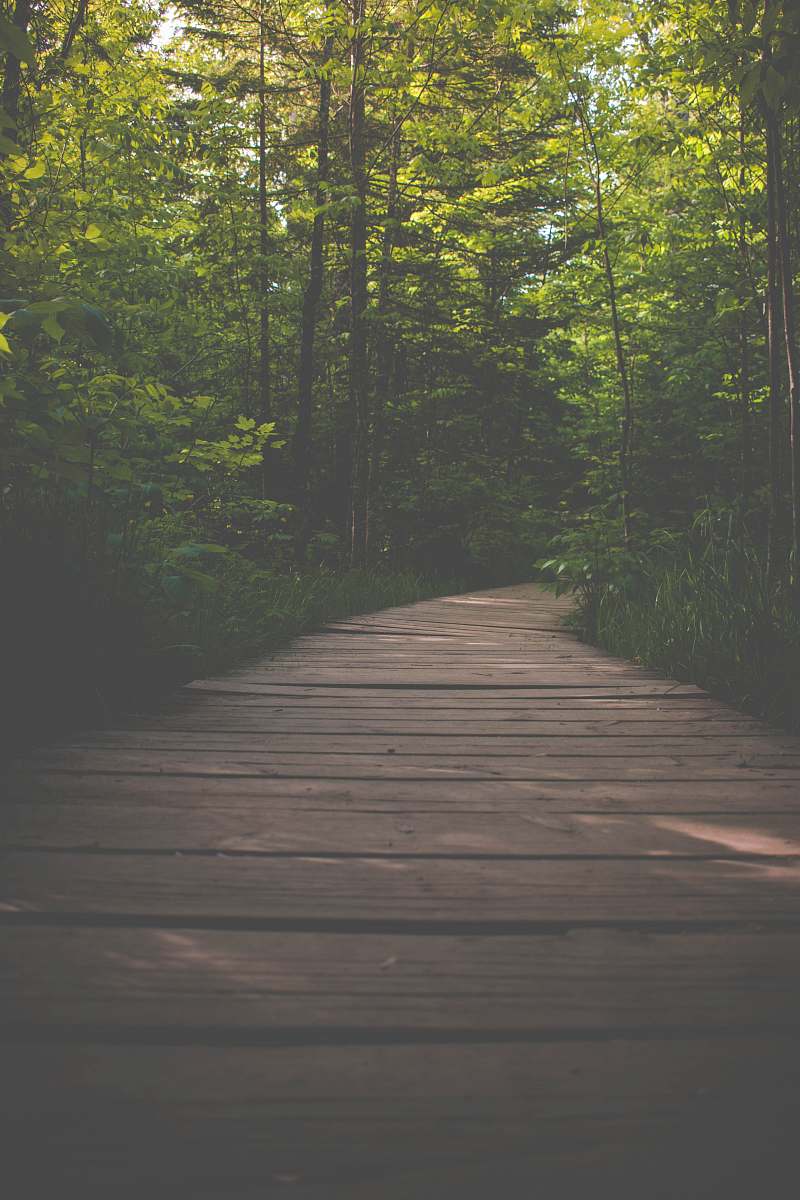 bridge brown wooden doclk beside trees building