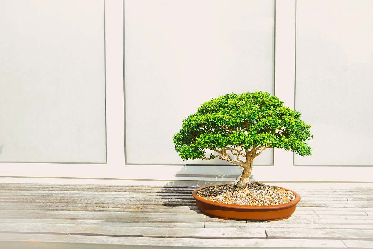 plant bonsai tree tree