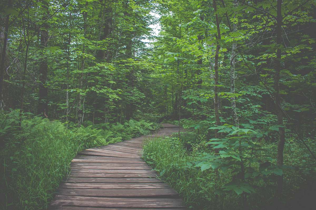 boardwalk view of forest during daytime path