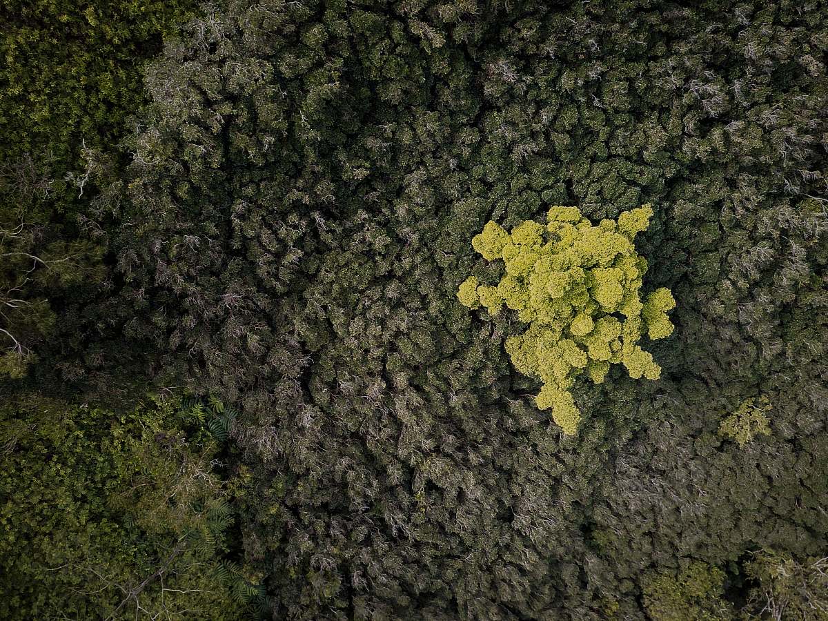 flora aerial photography of forest food