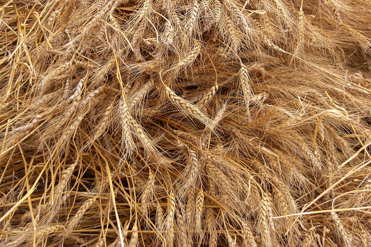 flora whole grain food