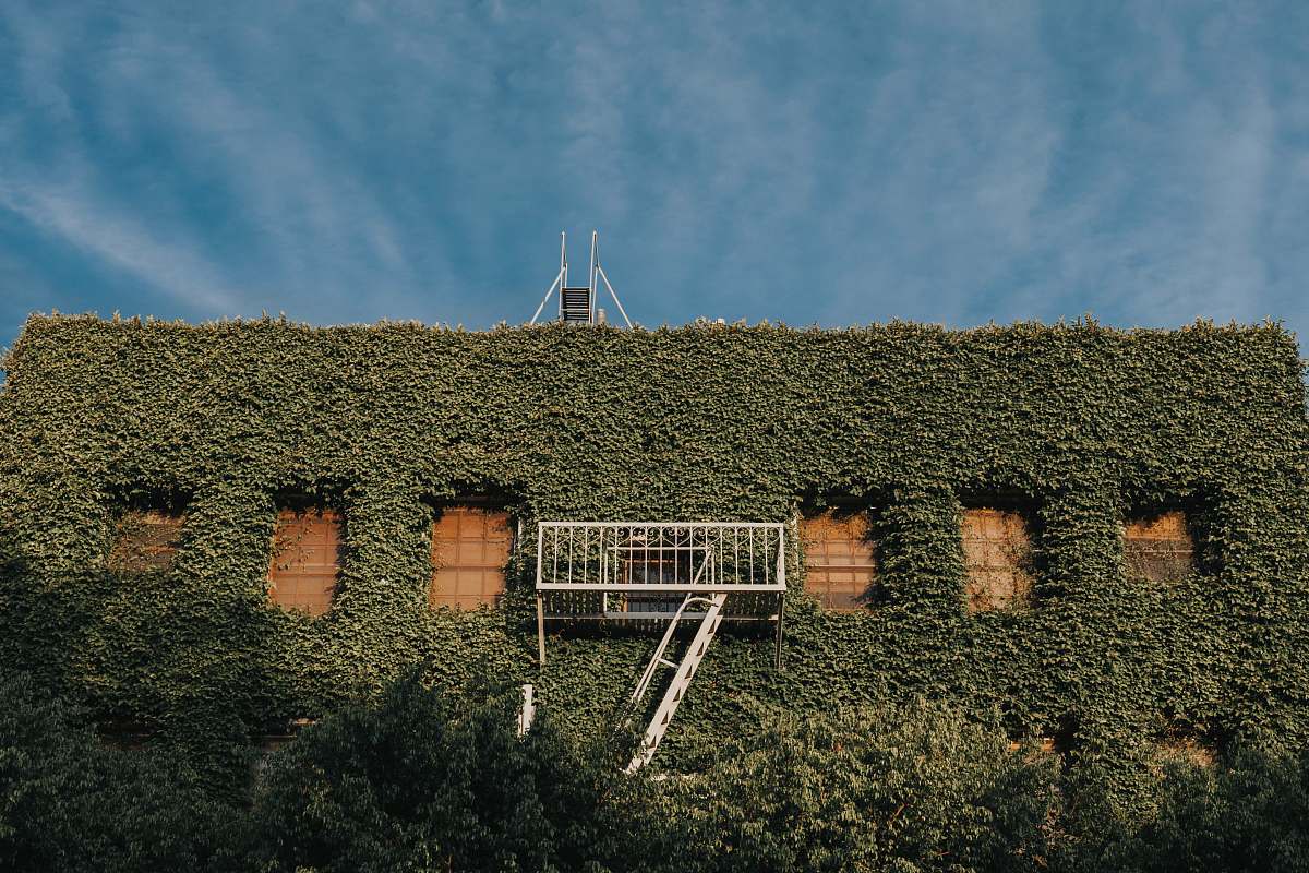 ivy green leaves covered building flora