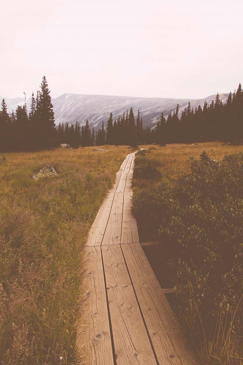 boardwalk wooden pathway between grassfield bridge
