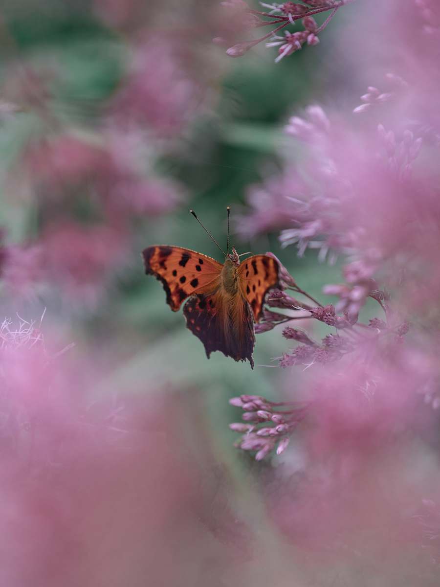 insect orange and gray butterfly on pink flowers flower