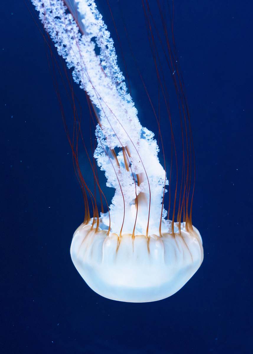 blue white and brown jellyfish on water shedd aquarium