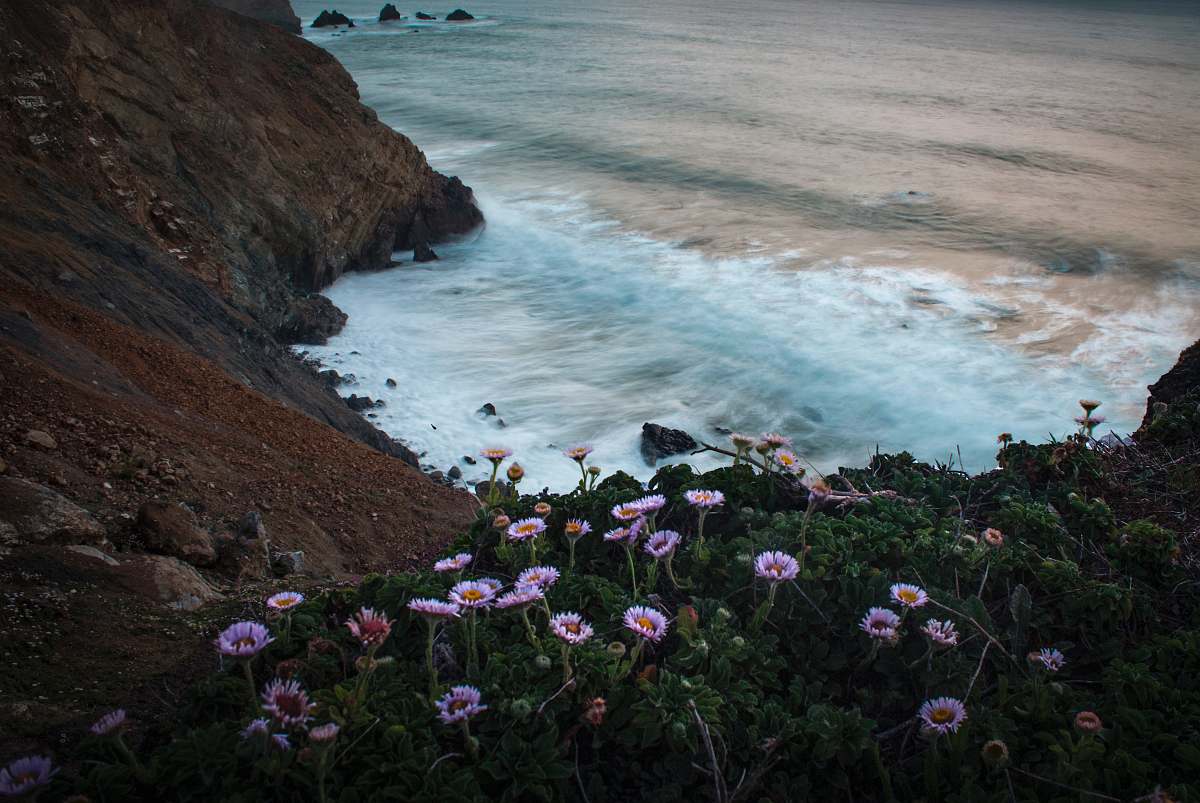 cosmos pink daisy flowers beside hill and body of water flower