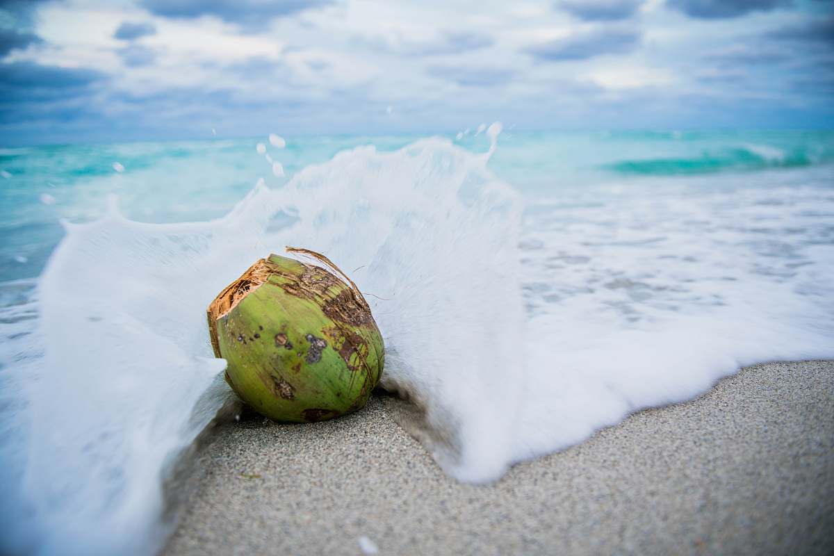 food coconut on beach with waves nut