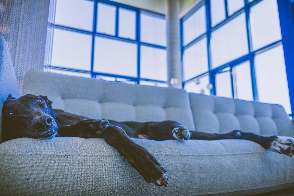 furniture short-coated black dog lying on gray sofa san diego
