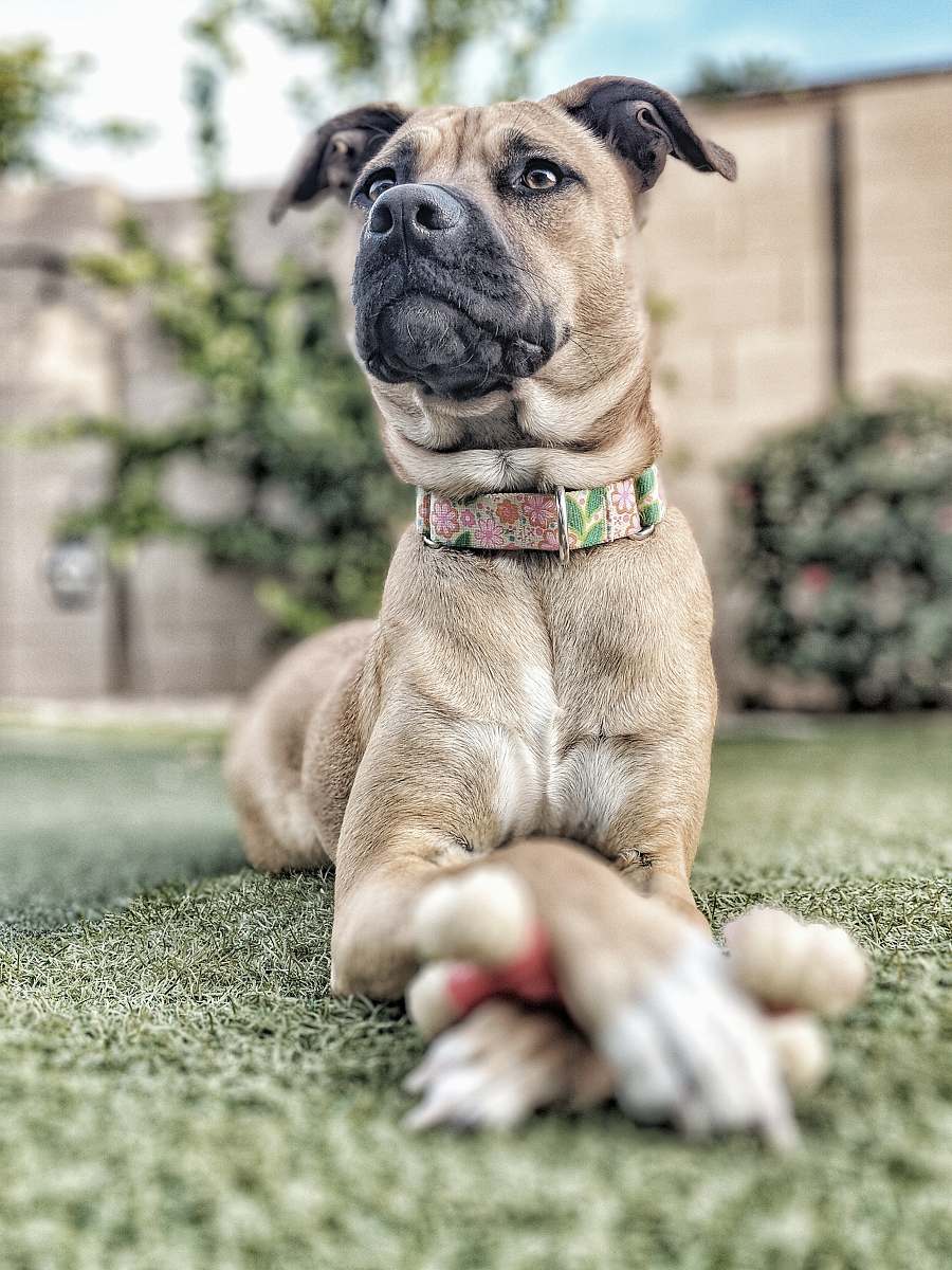 animal brown dog lying on gray concrete floor pet