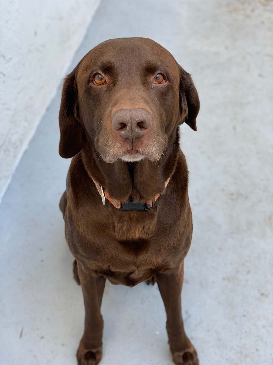 canine chocolate Labrador retriever sitting on floor animal