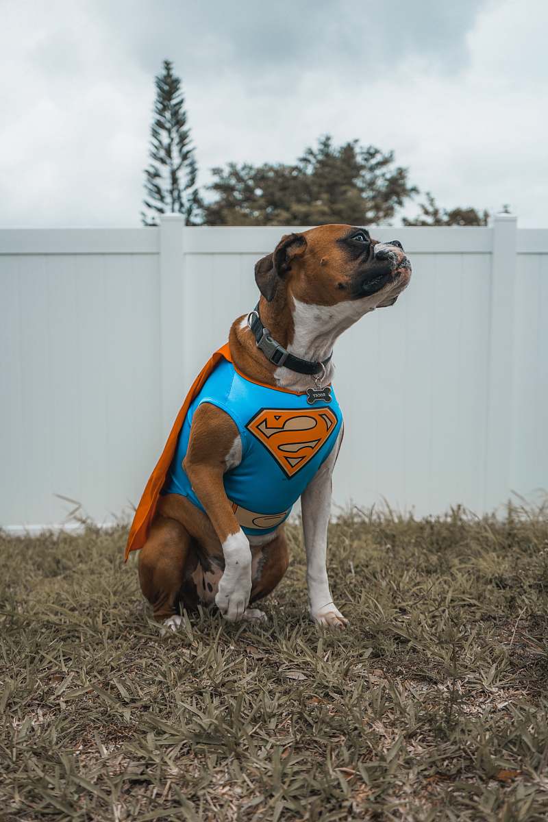 pet dog wearing Superman costume boxer