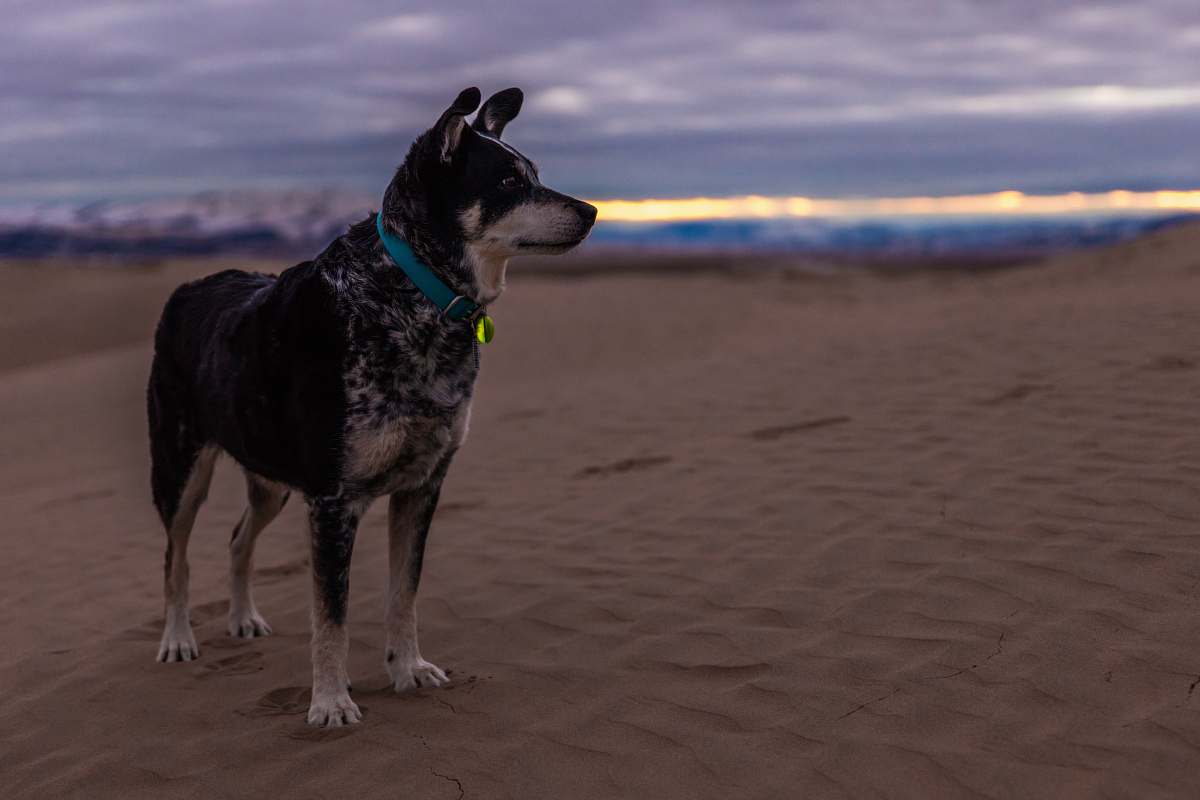 pet selective focus photo of short-coated black and brown dog on desert under cloudy sky at daytime animal