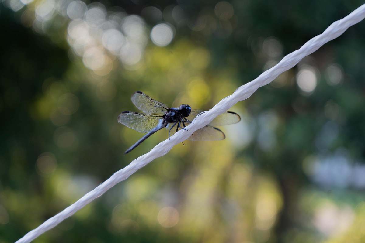 insect tilt shift lens photography of dragonfly on white string animal