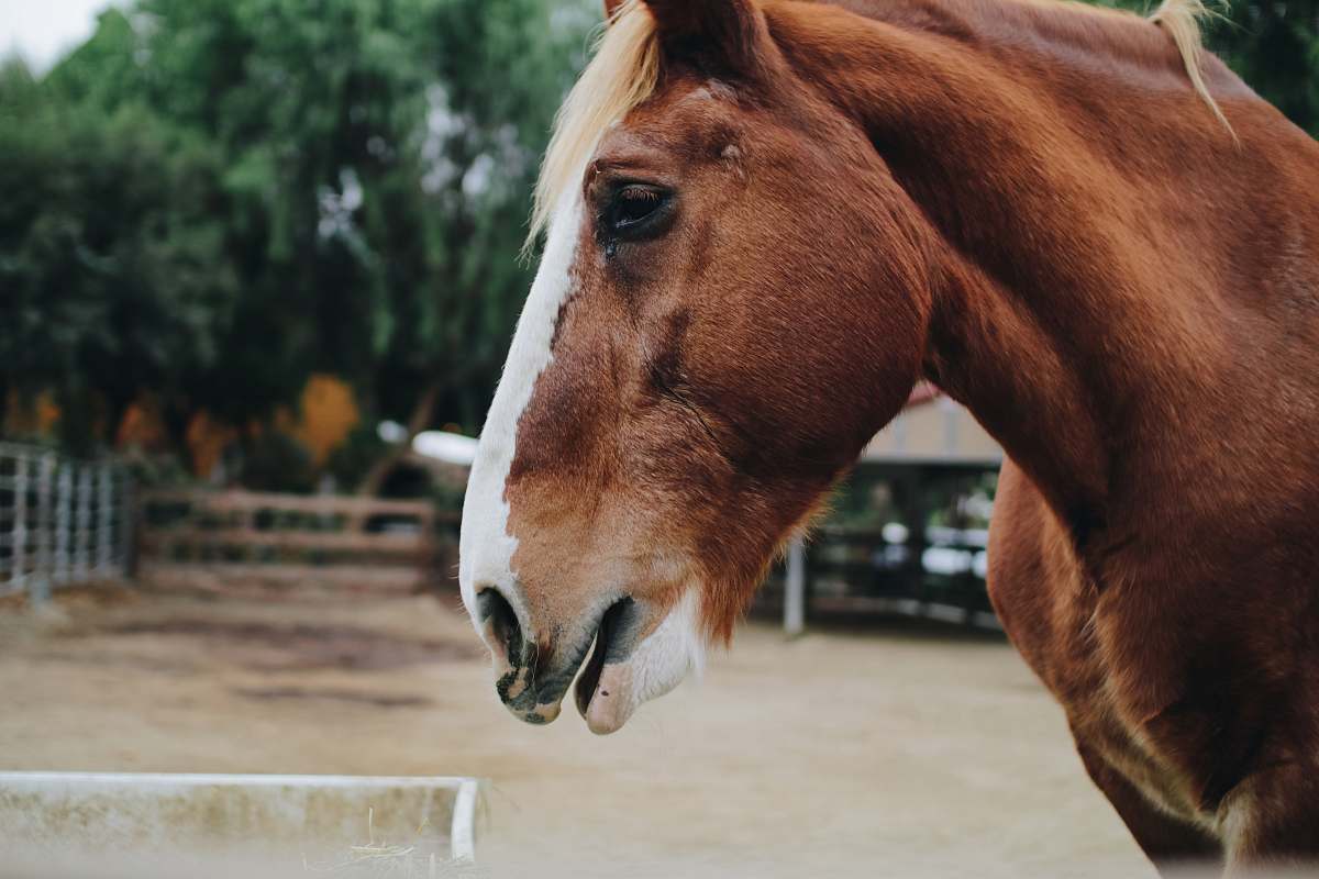 keyboard close up photography of brown and white horse horse