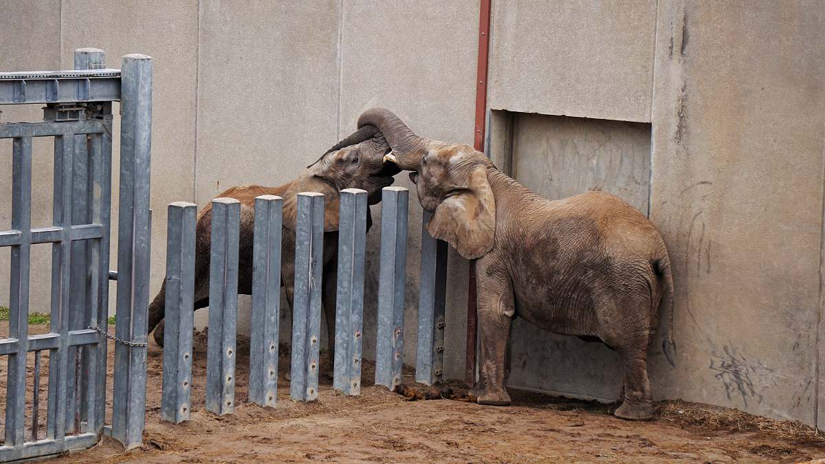 wildlife elephant standing near fence animal