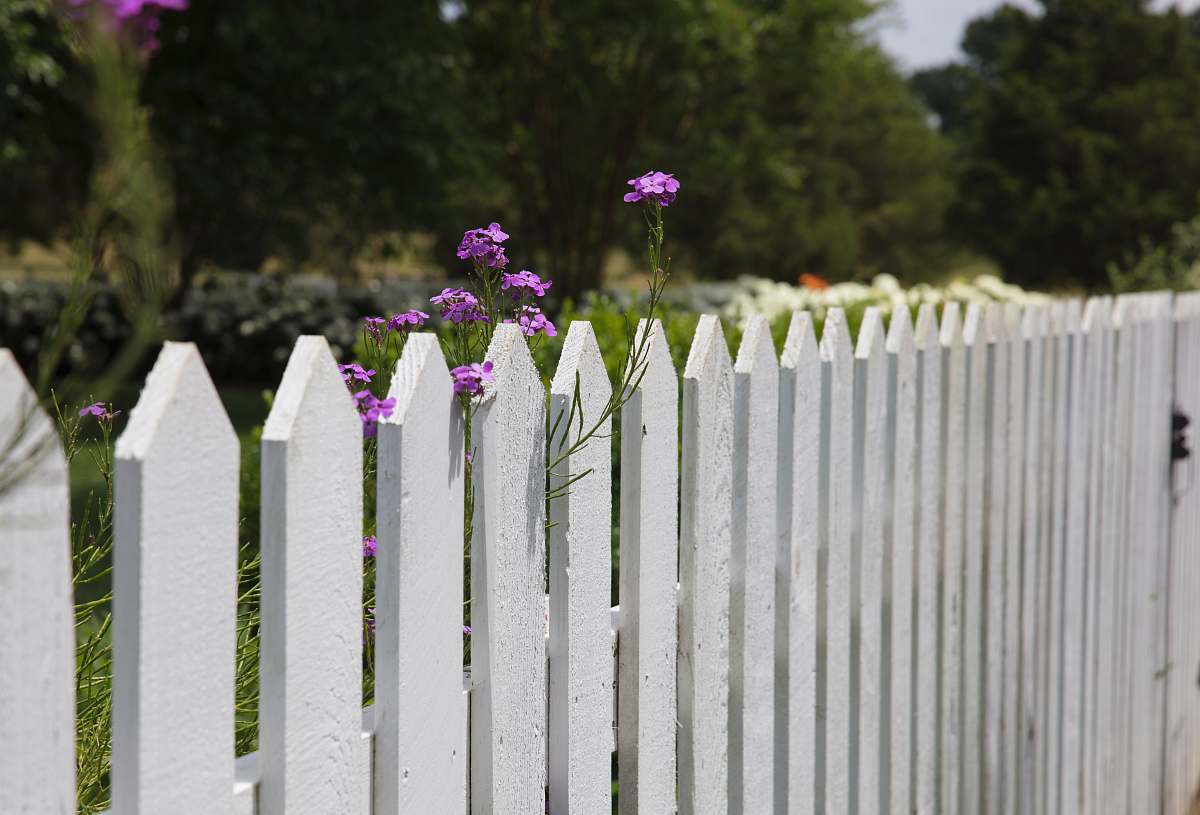picket pink petaled flowers blooms near fence franklin