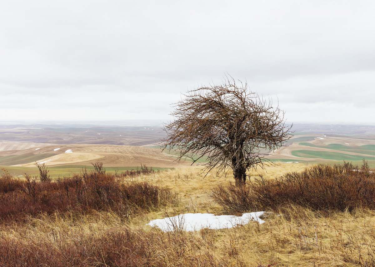 grassland black bare tree near brown glass field during daytime outdoors