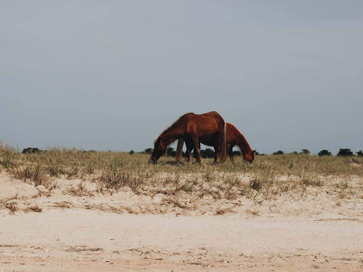 farm two horse eating grass shackleford banks
